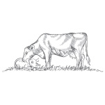 Excellent Weaning weights