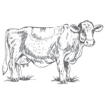 Females 2