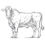 Ranching Bulls